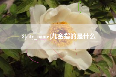 珠海九金指的是什么